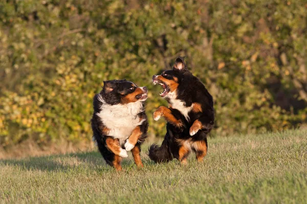 Dois Cães Correndo Natureza Livre — Fotografia de Stock