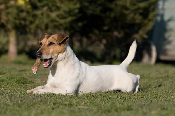 Szóló Jack Russel Terrier Csonttal — Stock Fotó