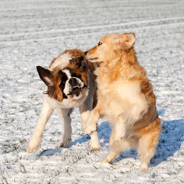 Dois Bons Cães Lutando — Fotografia de Stock