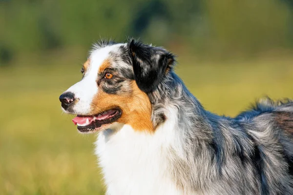 Portrait Nice Australian Shepherd Dog — Stock Photo, Image