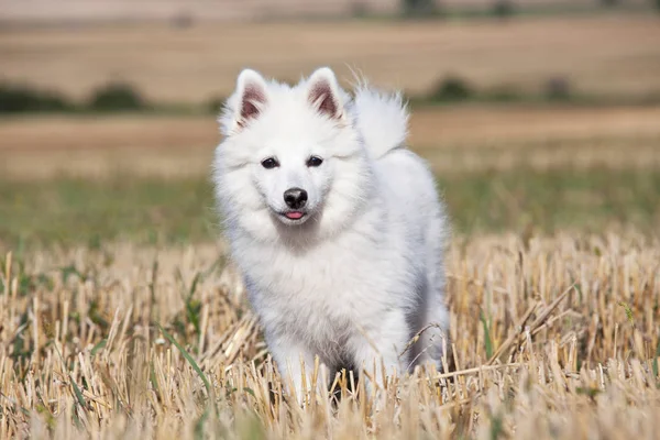 Ritratto Bel Spitz Tedesco — Foto Stock