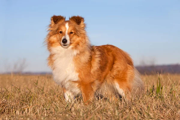 Porträtt Fin Sheltie — Stockfoto