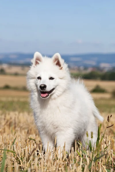 Portret Van Mooie Duitse Spitz — Stockfoto