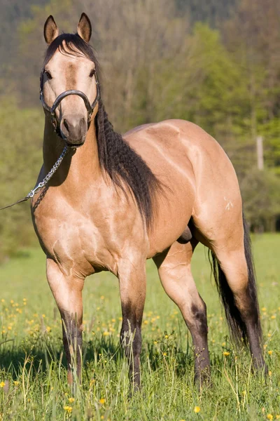 Linda American Quarter Cavalo Garanhão Posando — Fotografia de Stock