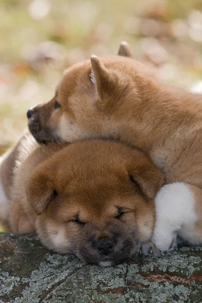 Due Simpatici Cuccioli Shiba Inu — Foto Stock
