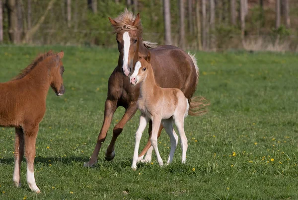 Pony Mare Little Foal — Stock Photo, Image