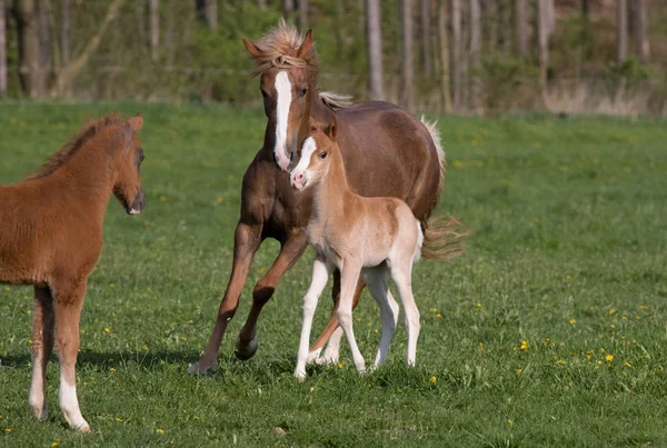 Pony Mare Avec Petit Poulain — Photo