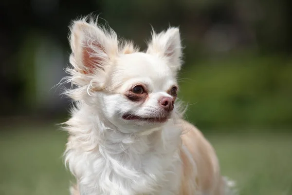 Retrato Cachorro Chihuahua Agradável — Fotografia de Stock