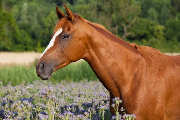 牧草地の紫の花で素敵な馬の肖像 — ストック写真