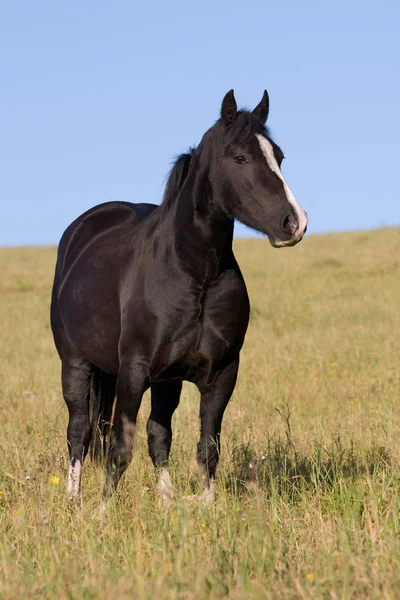 Portrait Nice Welsh Pony — Stock Photo, Image