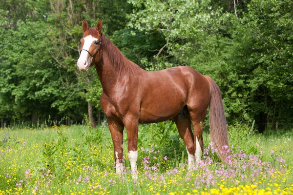 Portrét Nice Horkokrevný Koně Louce — Stock fotografie