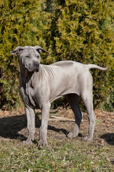 Porträtt Nice Puppy Thai Ridgeback — Stockfoto