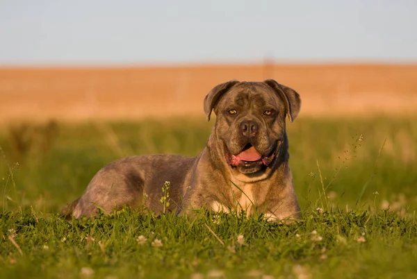 Portrait Big Dog Cane Corso — Stock Photo, Image