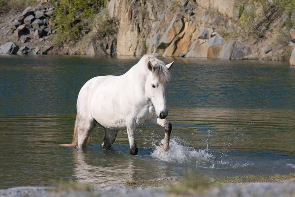 Cheval Blanc Dans Eau — Photo