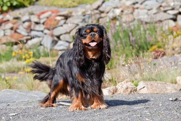 Porträtt Förtjusande Cavalier King Charles Spaniel — Stockfoto