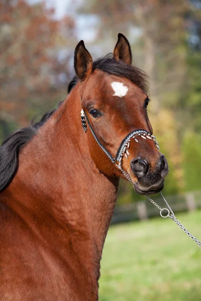 Retrato Bom Cavalo Árabe — Fotografia de Stock