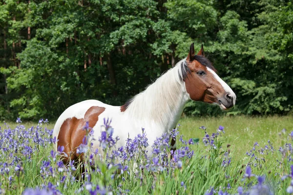 咲く草原の素敵なペイント馬の肖像 — ストック写真