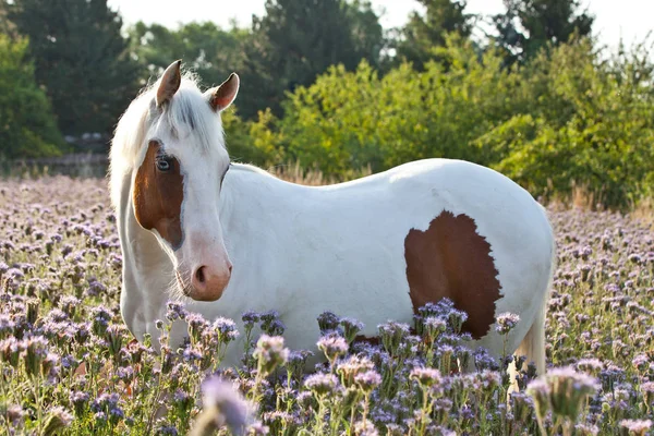 Retrato Cavalo Pintura Agradável Flores Violeta Prado — Fotografia de Stock