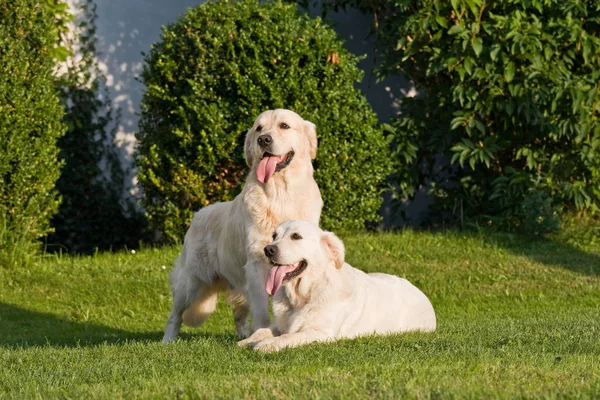 Retrato Dois Agradável Posando Golden Retriever — Fotografia de Stock