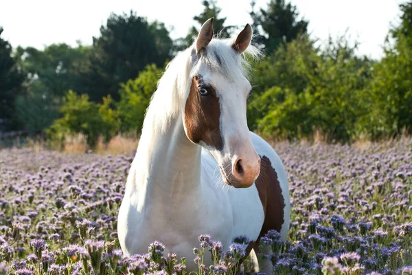 Portrait Beau Cheval Peinture Sur Des Fleurs Violettes Prairie — Photo