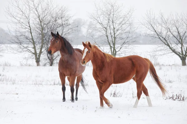 Dois Cavalos Paisagem Inverno Imagens Royalty-Free