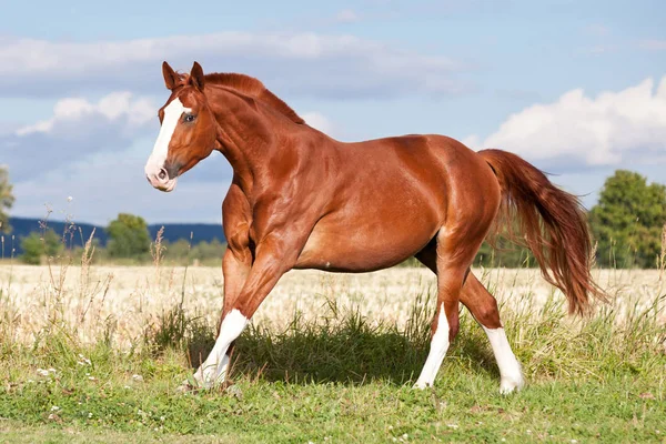 Bom Cavalo Azeda Correndo Pasto Verão Imagem De Stock