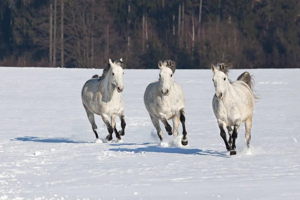 Três Belos Cavalos Correr Fotografias De Stock Royalty-Free