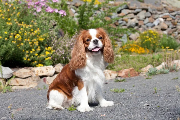 Portrait of lovely Cavalier King Charles spaniel — Stock Image Portrait Lovely Cavalier King Charles Spaniel Stock Photo