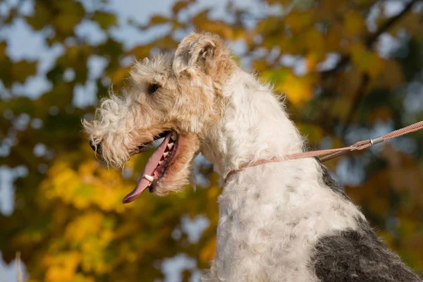 Retrato Outono Cão Agradável Foxterrier Imagem De Stock