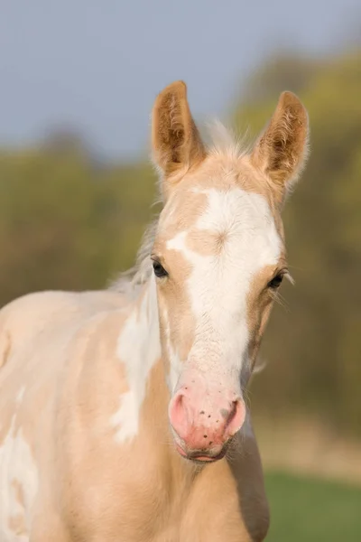 Retrato Potro Appaloosa Agradável Fotografias De Stock Royalty-Free