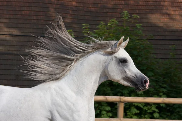 Retrato Cavalo Corrida Agradável Imagens Royalty-Free