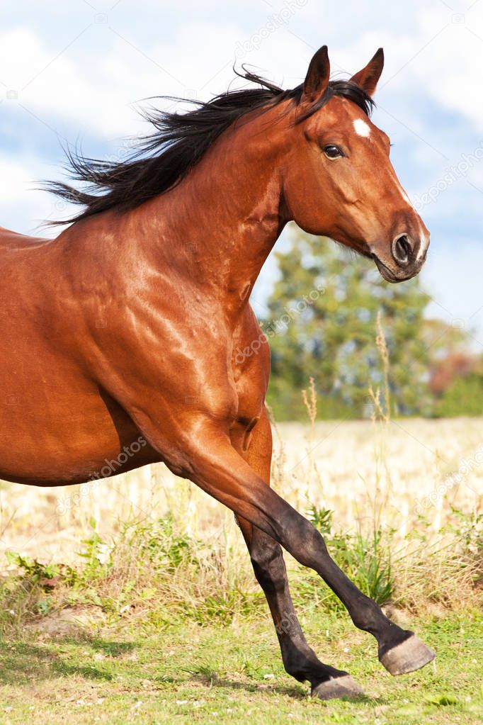 Nice brown horse running on the pasture in summer