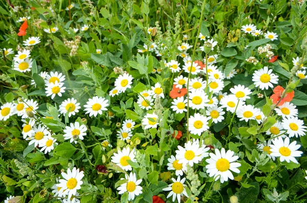 Papaver Äng Röda Vallmoblommor Blommar Våren Vanliga Vallmo Ovanifrån Papaver — Stockfoto