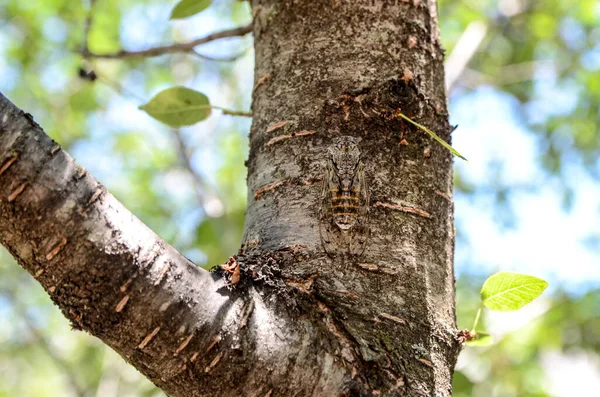 Cicada disruptively camouflaged on tree near sea. Close up of Cicada resting on a tree in forest. Insect