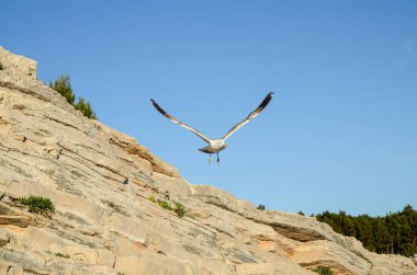 Denizin üzerinde kanatları açık uçan martılar..