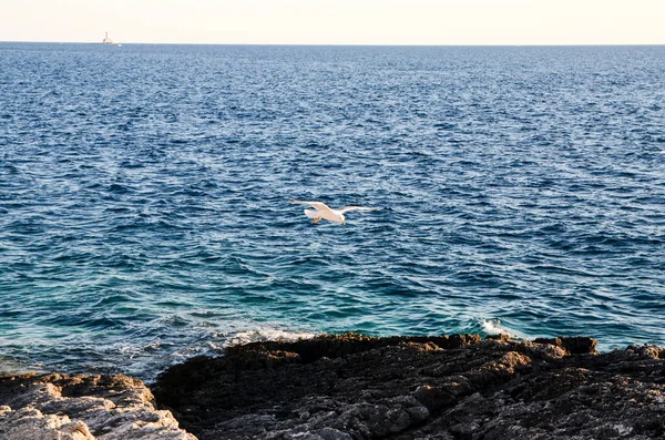 Чайка Літає Розпростертими Крилами Над Морем — стокове фото