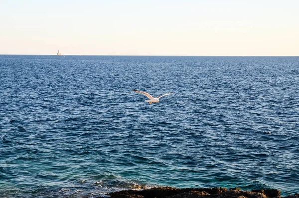 Mouette Volant Avec Des Ailes Déployées Dessus Mer — Photo