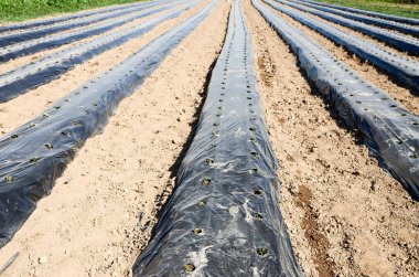 Malç folyosunun altında çilek yetiştirme ve damlatarak sulama. Yazın çilek tarlası. Siyah plastik çarşafların altında büyüyen bitkiler. Organik çilek yetiştirme. Tarım.