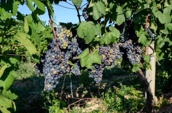 Red wine grapes ready for harvest. Close up of Ripening bunch of grapes on vines growing in vineyard at sunset. Red wine grapes on a grapevine in late summer, close up. Wine production. Agriculture