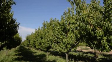 Mavi arka planda meyve ağaçları olan meyve bahçesi