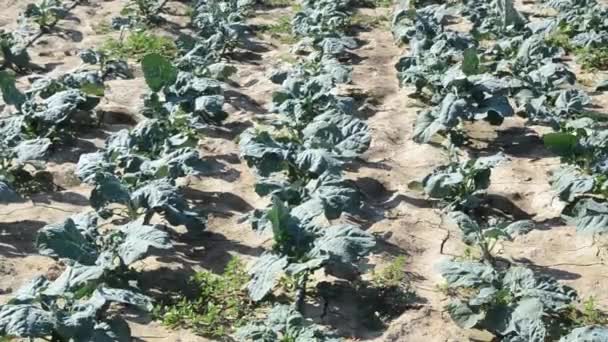 Broccoligrönsaker Som Odlas Fältet Jordbrukskoncept — Stockvideo