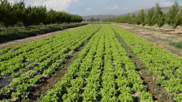 Laitue Fraîche Poussant Entre Les Arbres Dans Verger Feuilles Laitue — Video