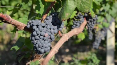 Gün batımında üzüm bağlarında yetişen olgunlaşmış üzüm demetlerini kapatın. Yazın sonunda üzüm üzümlü kırmızı şarap.