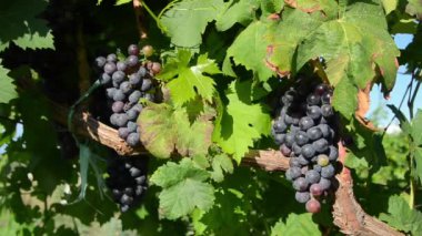 Gün batımında üzüm bağlarında yetişen olgunlaşmış üzüm demetlerini kapatın. Yazın sonunda üzüm üzümlü kırmızı şarap.