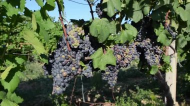 Gün batımında üzüm bağlarında yetişen olgunlaşmış üzüm demetlerini kapatın. Yazın sonunda üzüm üzümlü kırmızı şarap.