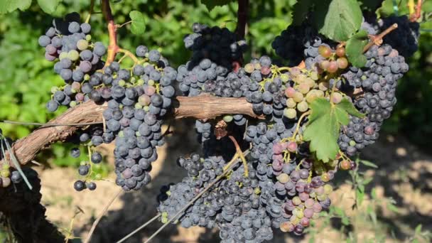 Gros Plan Bouquet Raisin Mûrissant Sur Les Vignes Poussant Dans — Video