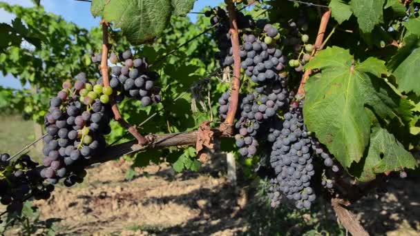 Close Ripening Bunch Grapes Vines Growing Vineyard Sunset Red Wine — Stock Video