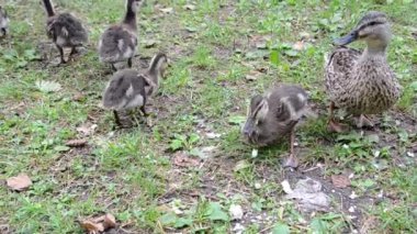 Yaban ördekleri gündüz vakti çimlerde besleniyor.