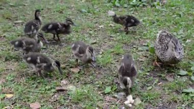 Yaban ördekleri gündüz vakti çimlerde besleniyor.