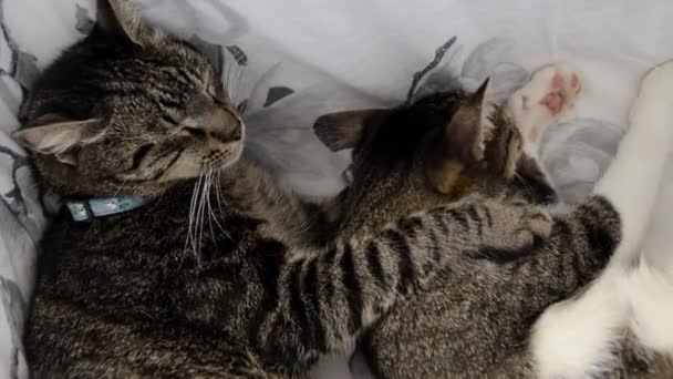 猫はソファで寝ている 2匹の猫が横になり 抱き合って 怠惰な朝に互いになめる — ストック動画